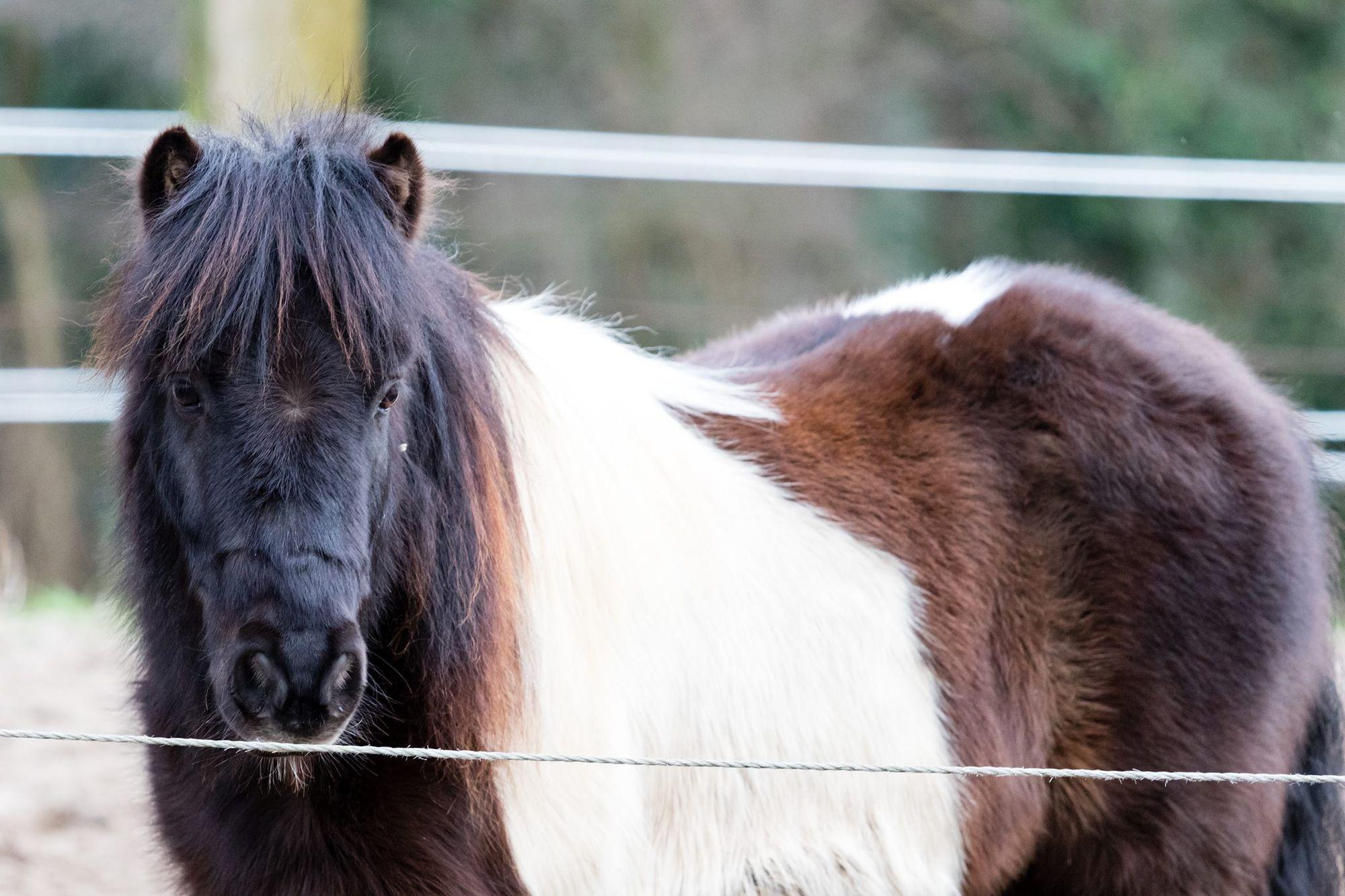 Porträt von Fritzi, dem Pony.